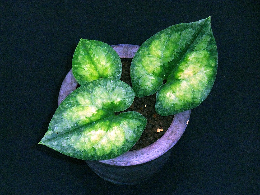 カンアオイ最新葉2010