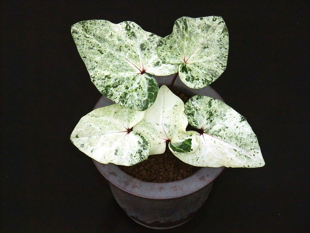 カンアオイ最新葉2010